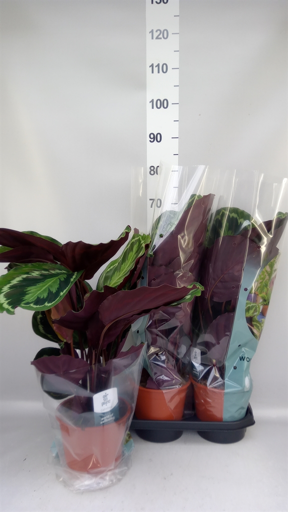 Calathea Medallion 19Ø 70cm