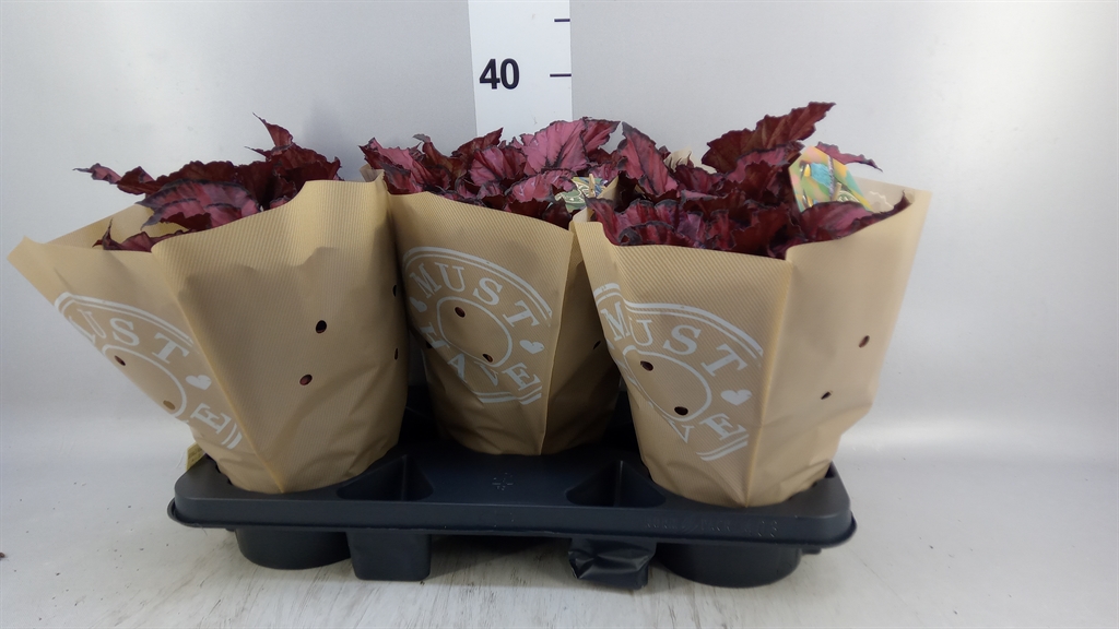 Beg M C Lambada 17Ø 35cm
