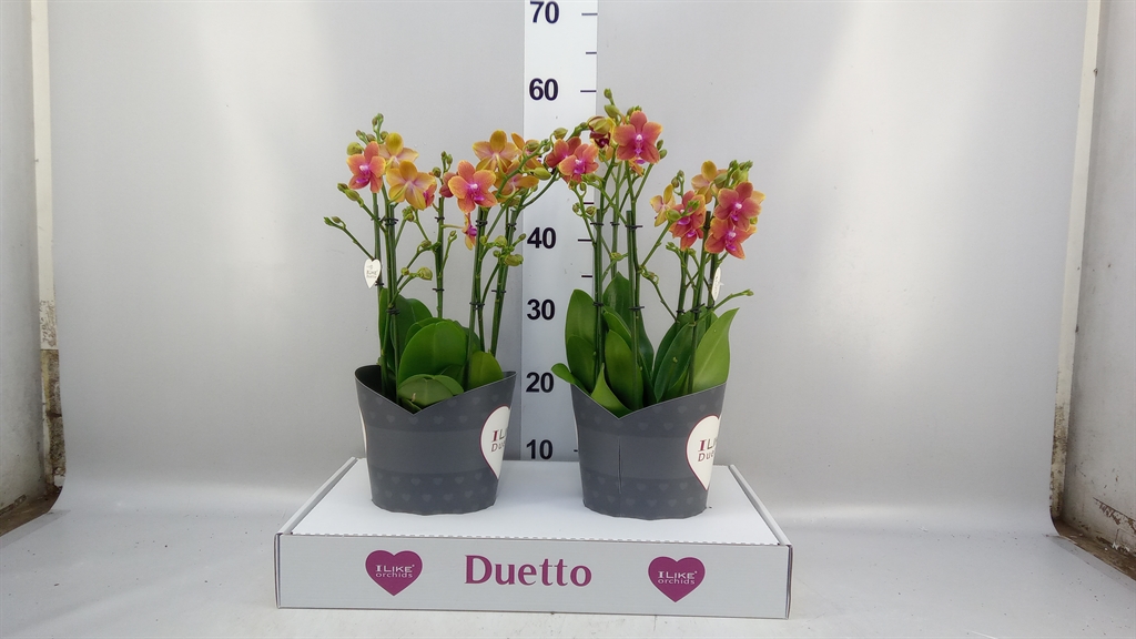 Phal Mf Ant Bolgheri 17Ø 50cm