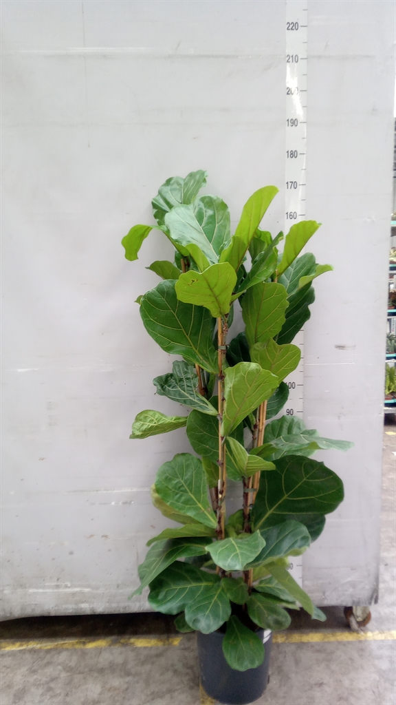 Ficus Lyrata 30Ø 160cm