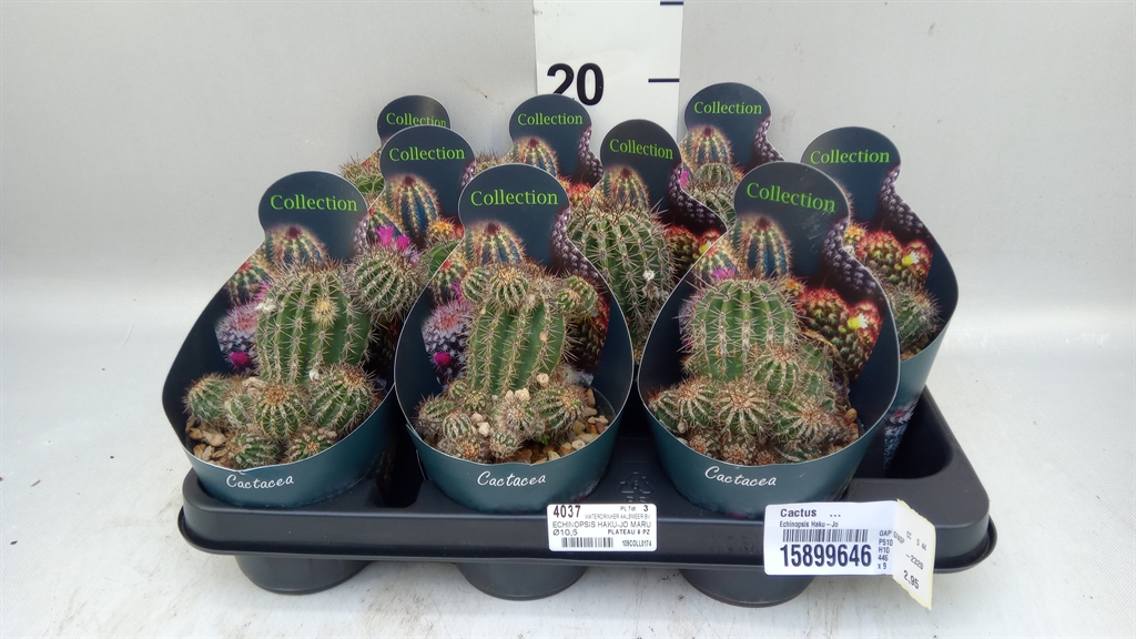 Cactus Overig 510Ø 10cm