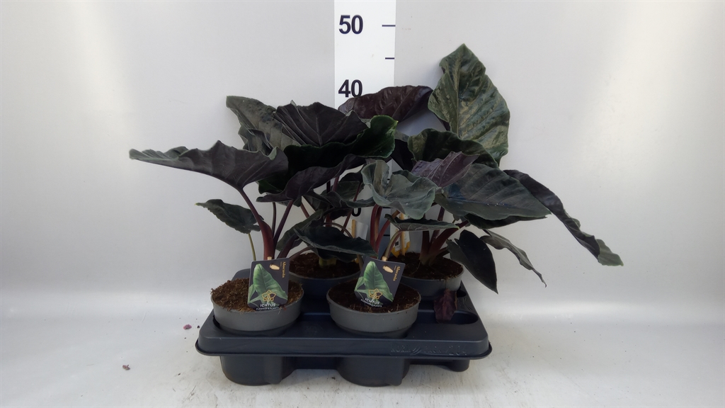 Alocasia Overig 14Ø 40cm