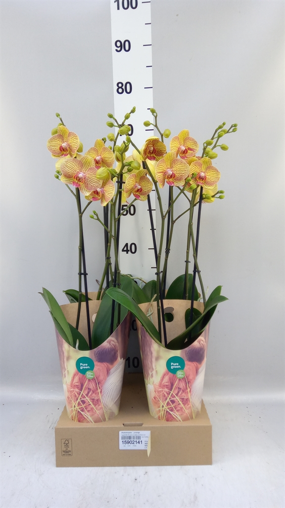 Phal Ov Oranje 12Ø 55cm