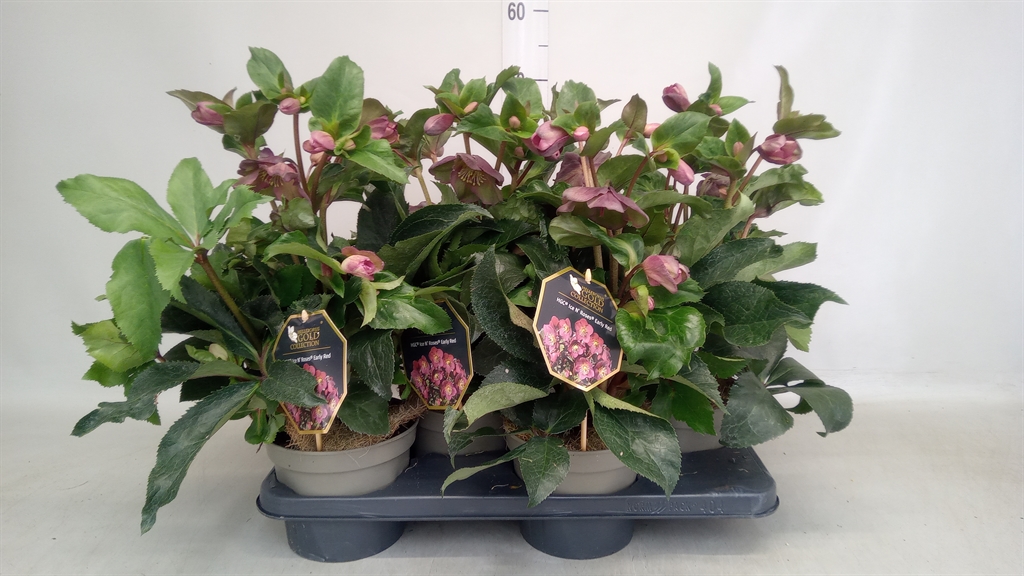 Helleborus Hgc Ice N' Roses Early Red 17Ø 40cm