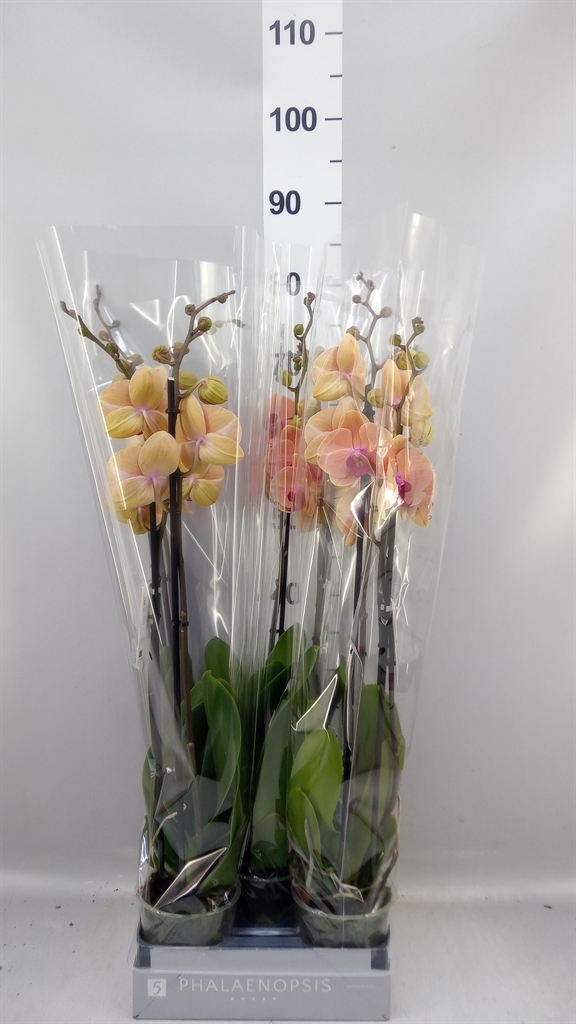 Phalaenopsis Caribbean Dream 12Ø 70cm 2st