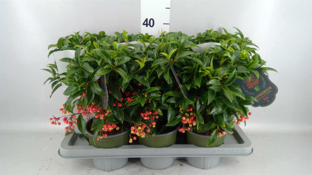Ardisia Crenata Premium 14Ø 40cm