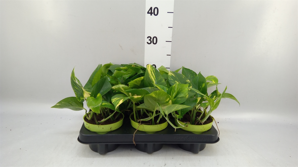 Epipr Aureum 12Ø 25cm