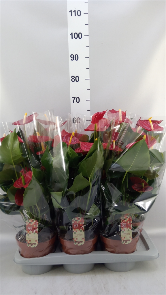 Anthurium Tremendo 17Ø 65cm