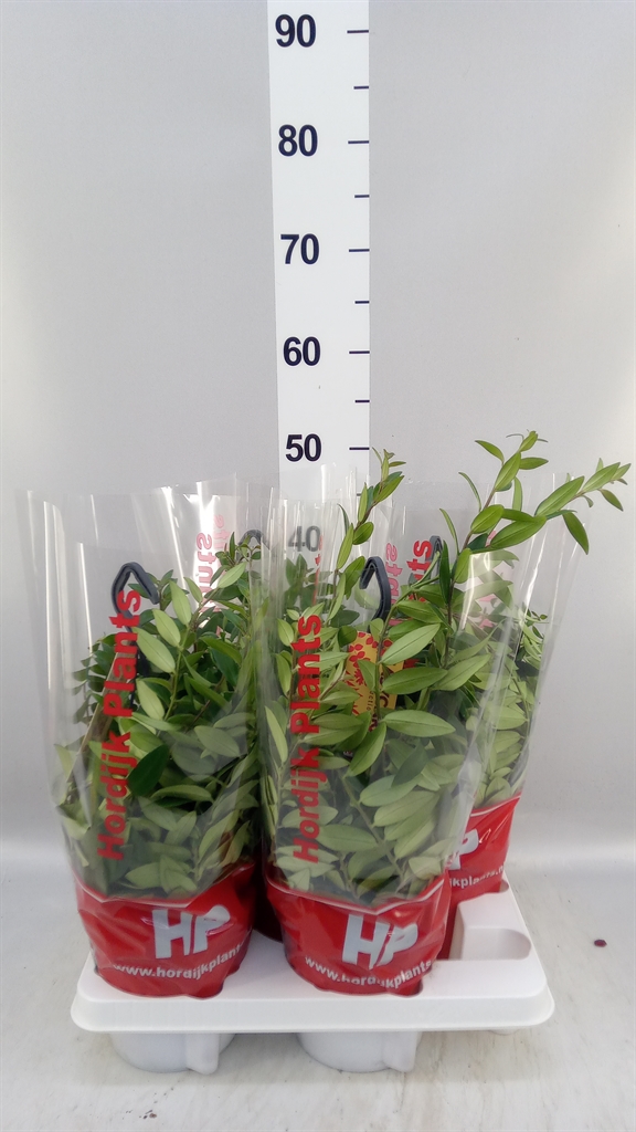 Aeschynanthus Caro Improved 15Ø 35cm