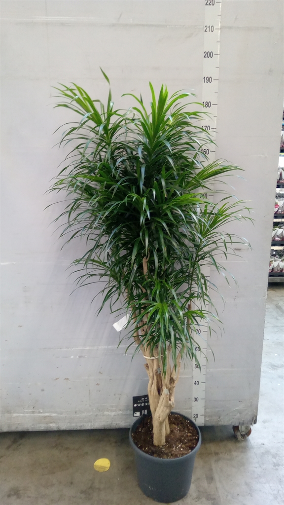Dracaena Anita 35Ø 170cm
