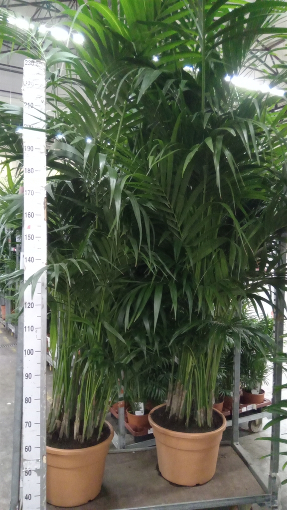 Howea Forsteriana 40Ø 280cm