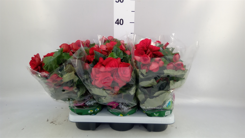 Begonia Double Baladin 13Ø 29cm