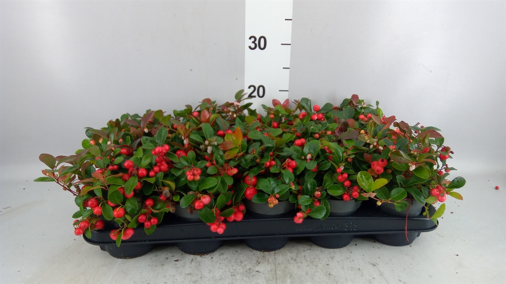 Gaultheria Big Berry 10Ø 20cm