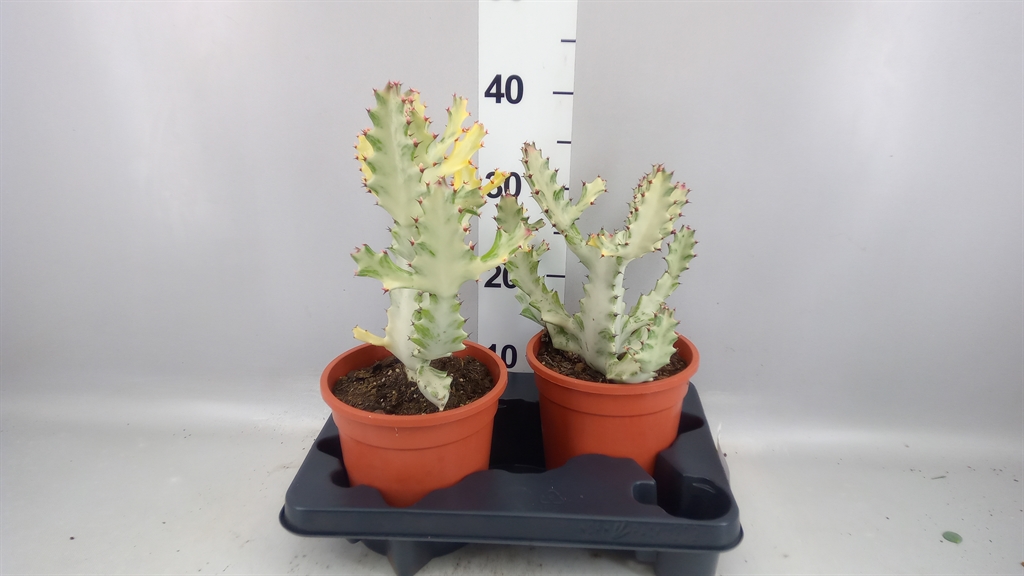 Euphorbia Lactea 17Ø 40cm