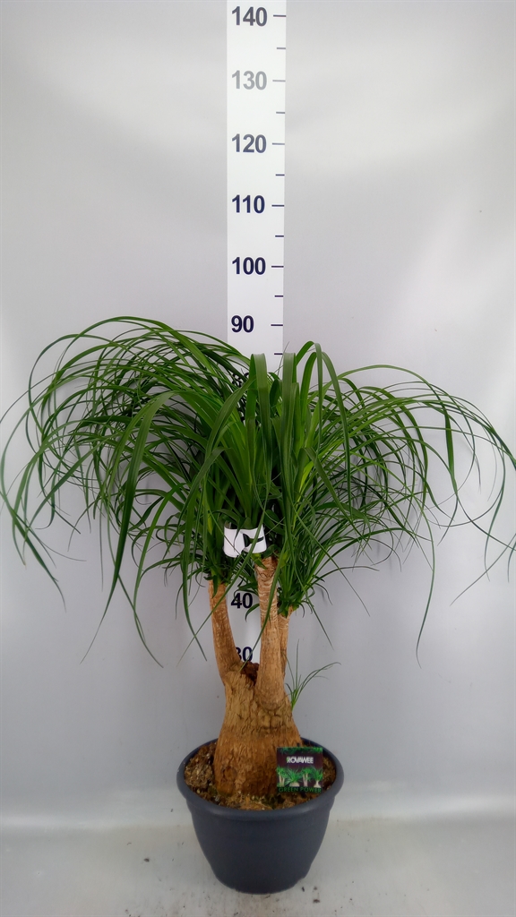 Beaucarnea Recurvata 26Ø 80cm