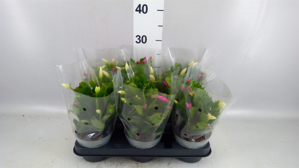 Schlumb Overig 12Ø 25cm