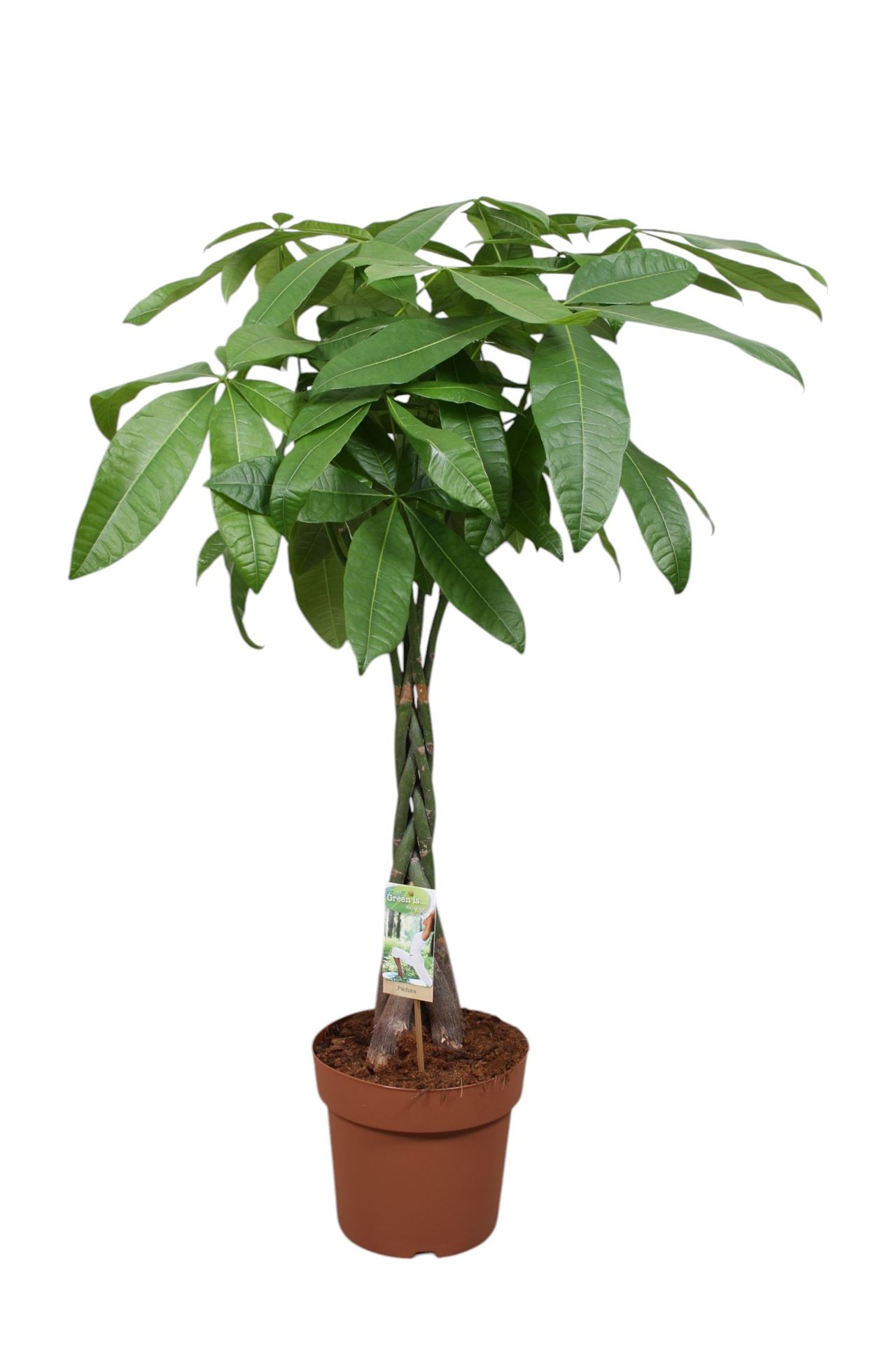 Pachira Aquatica 24Ø 120cm
