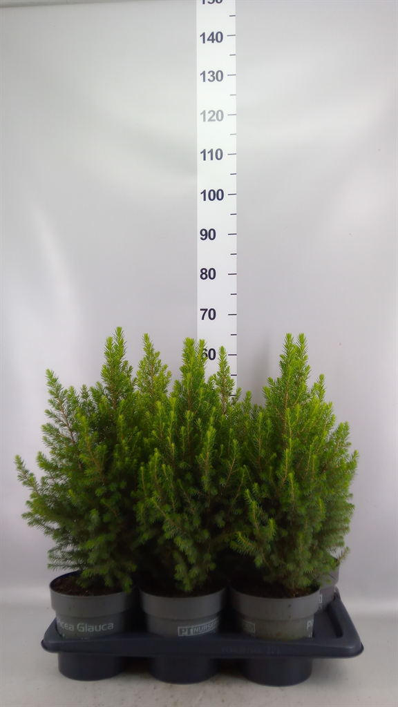 Picea Gl Magnifique 17Ø 60cm
