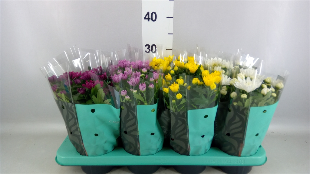 Chrysanth Chrystal Mix 13Ø 25cm