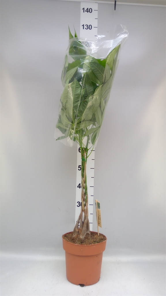 Pachira Aquatica 21Ø 90cm