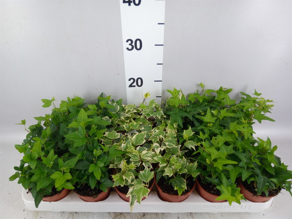 Hedera Helix Mix 9Ø 5cm