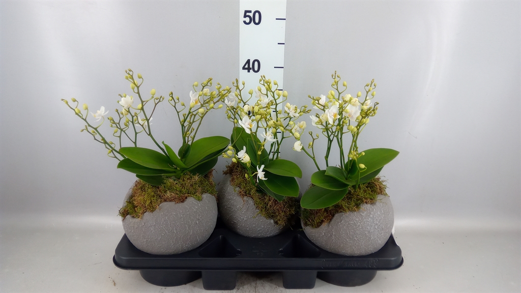 Arrangement Indoor Green 18Ø