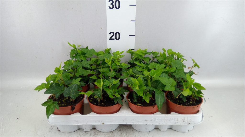 Hedera Helix Shamrock 9Ø 5cm