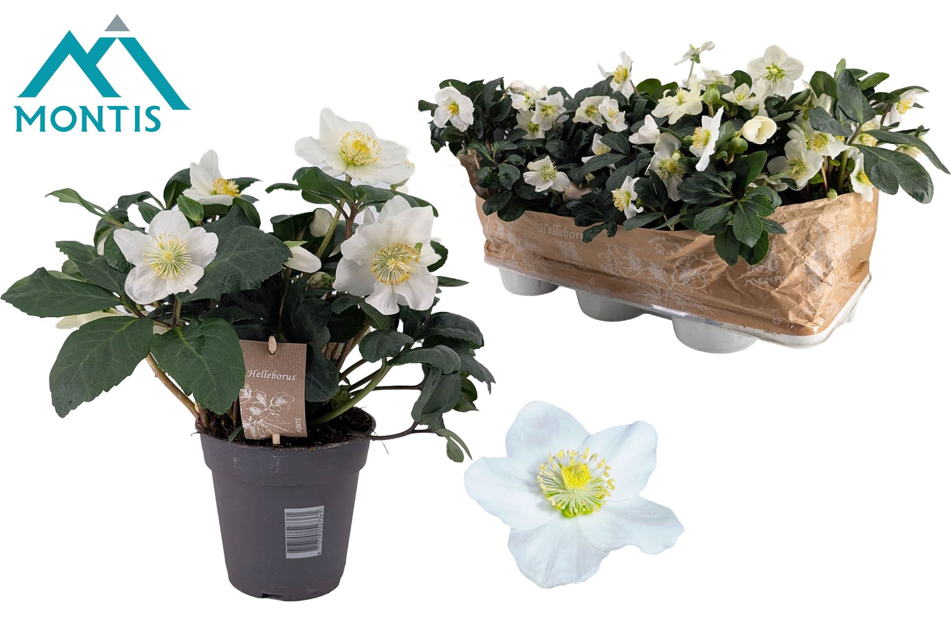 Helleborus Christmas Carol 15Ø 38cm