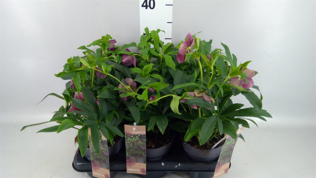 Helleborus Orien 12Ø 26cm