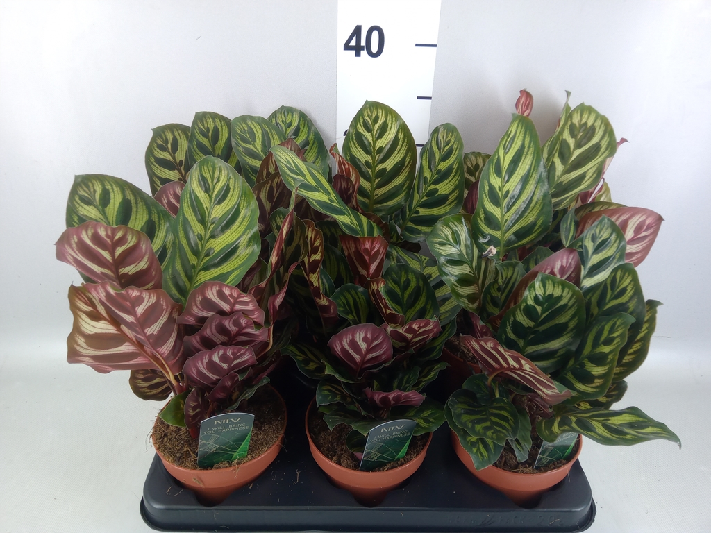 Calathea Makoyana 12Ø 25cm