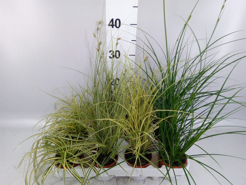 Carex Mix 8Ø 15cm