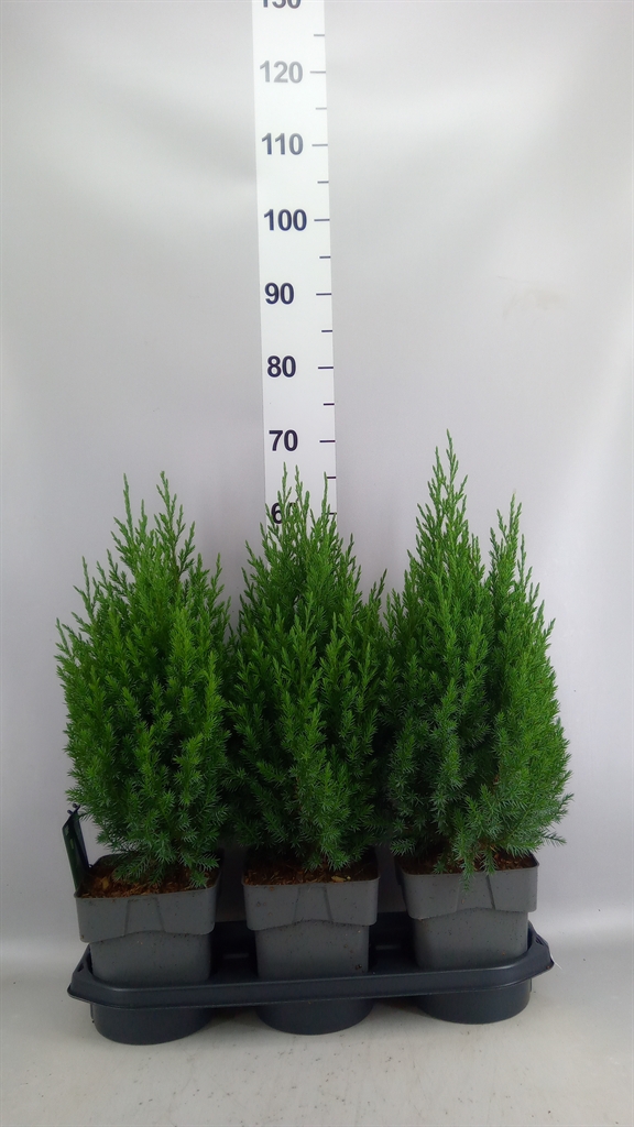 Juniperus Stricta 19Ø 70cm