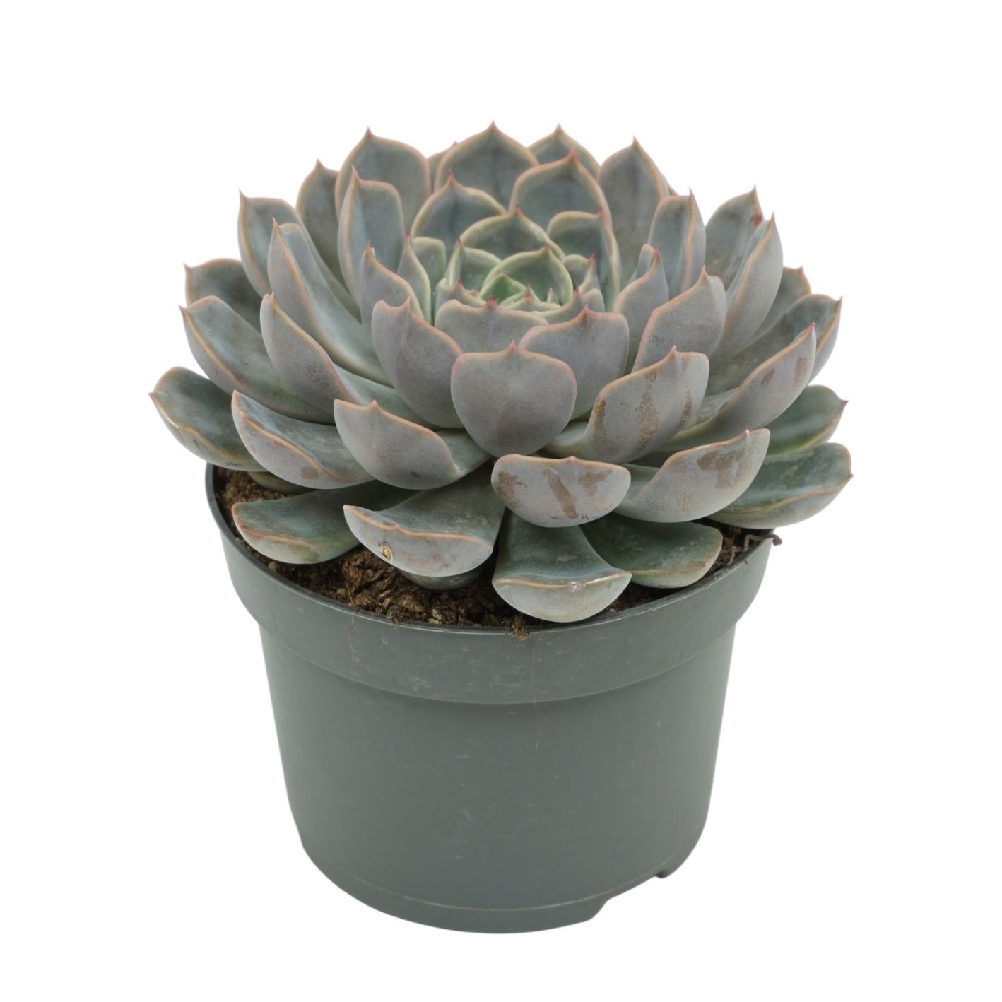 Echeveria Orion 13Ø 15cm