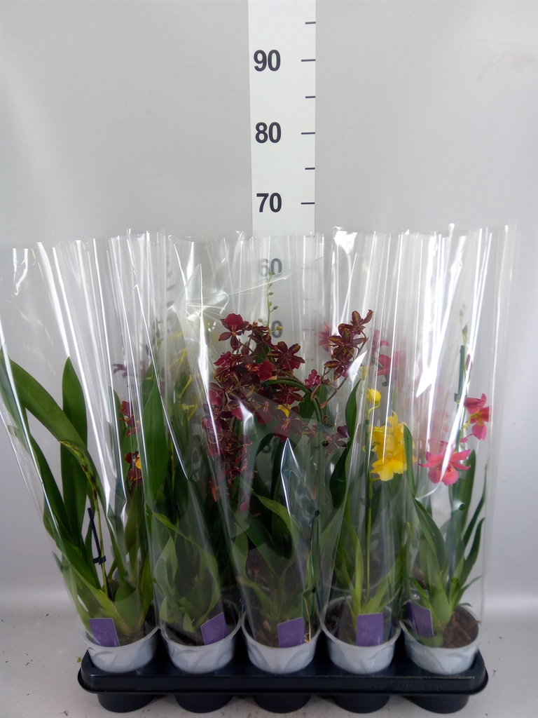 Burrageara Nelly Isler 12Ø 55cm