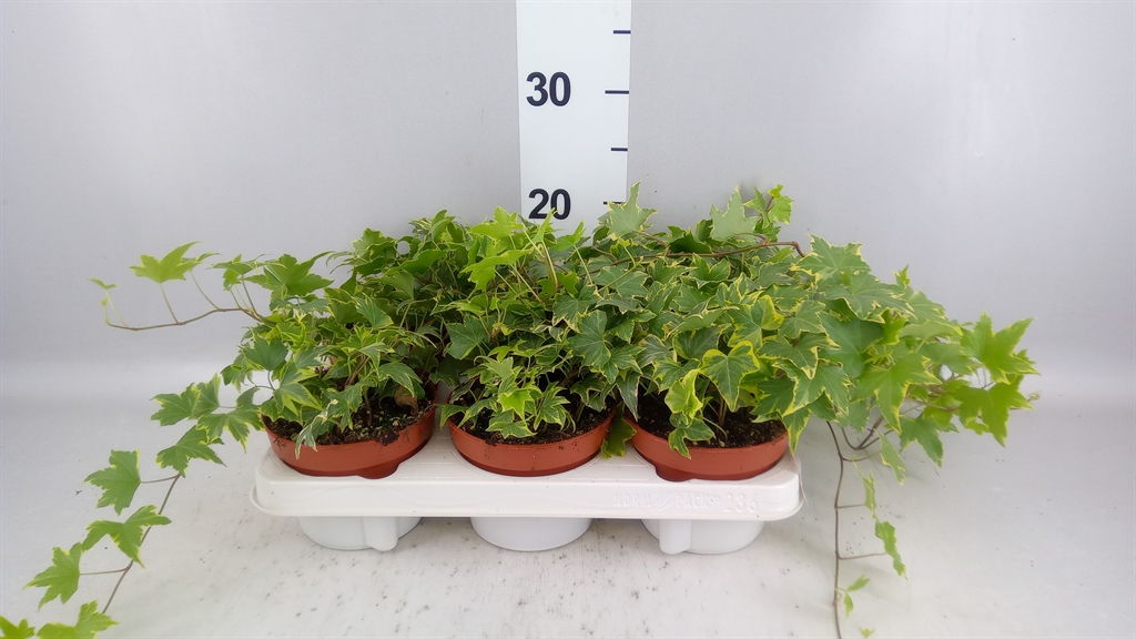 Hedera Helix Yellow Ripple 13Ø 30cm
