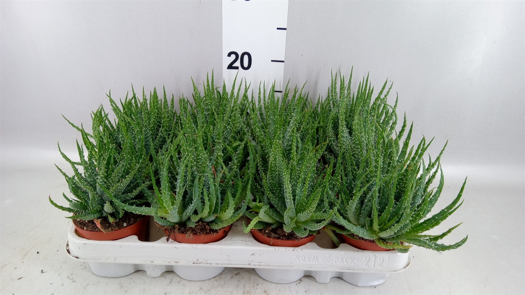 Aloe Humilis 8Ø 10cm