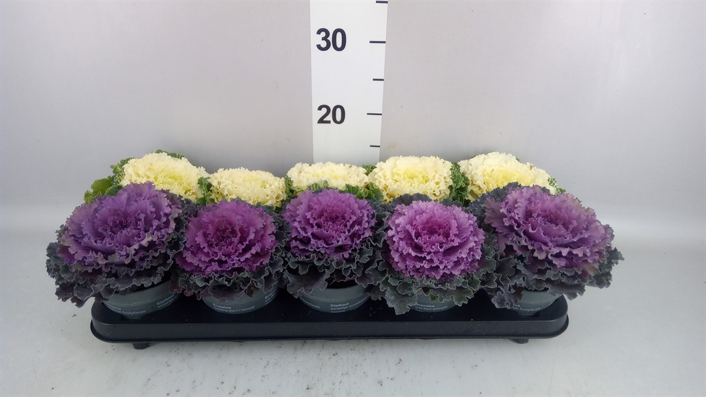 Brassica Oleracea 12Ø 12cm