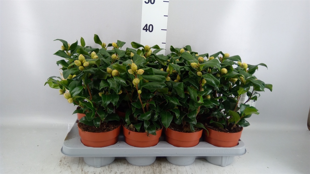 Camellia Japonica Brushfields Yellow 13Ø 35cm