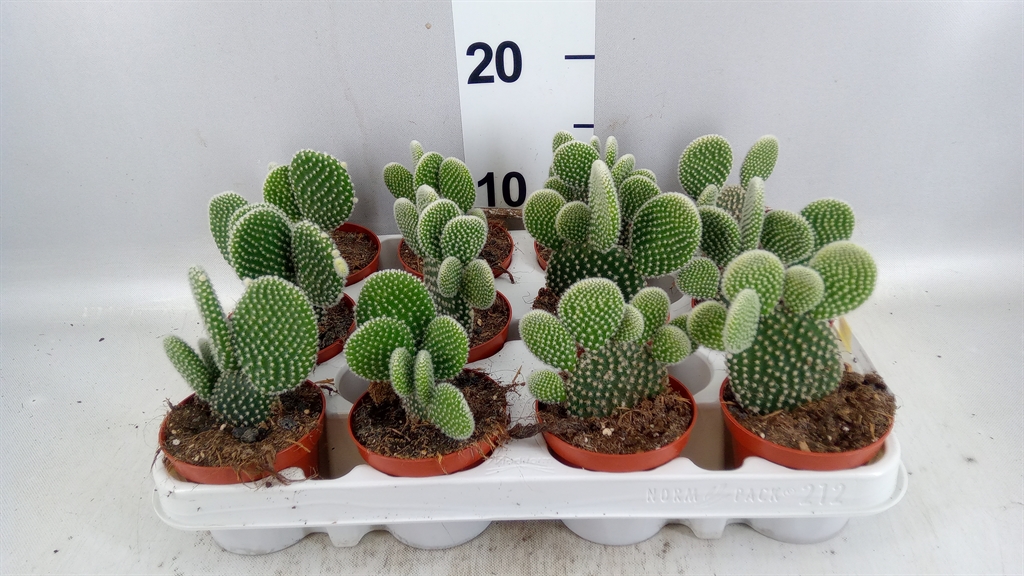 Opuntia Microdasys Albispina 8Ø 12cm