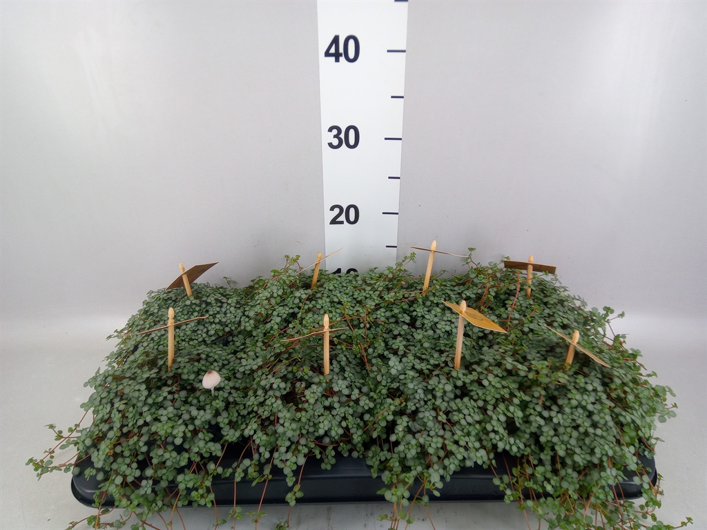 Pilea Greyzy 12Ø 20cm