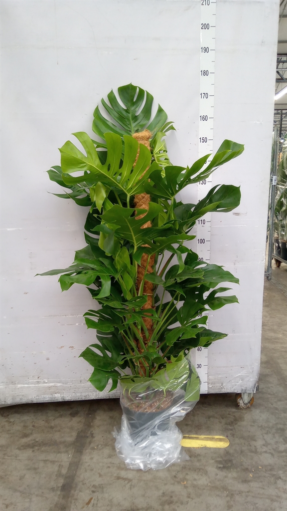 Monstera Pertusum Gr 27Ø 150cm
