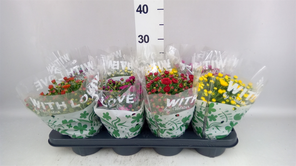 Chrysanth Mix 5 Colours 12Ø 27cm