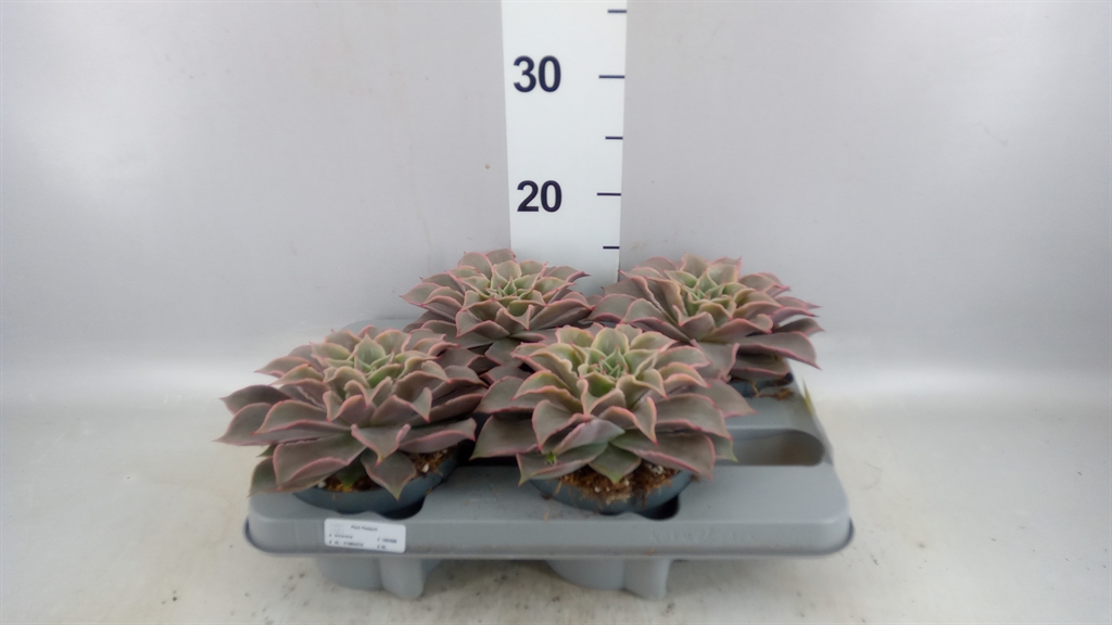 Echeveria Grey Prince 13Ø 16cm
