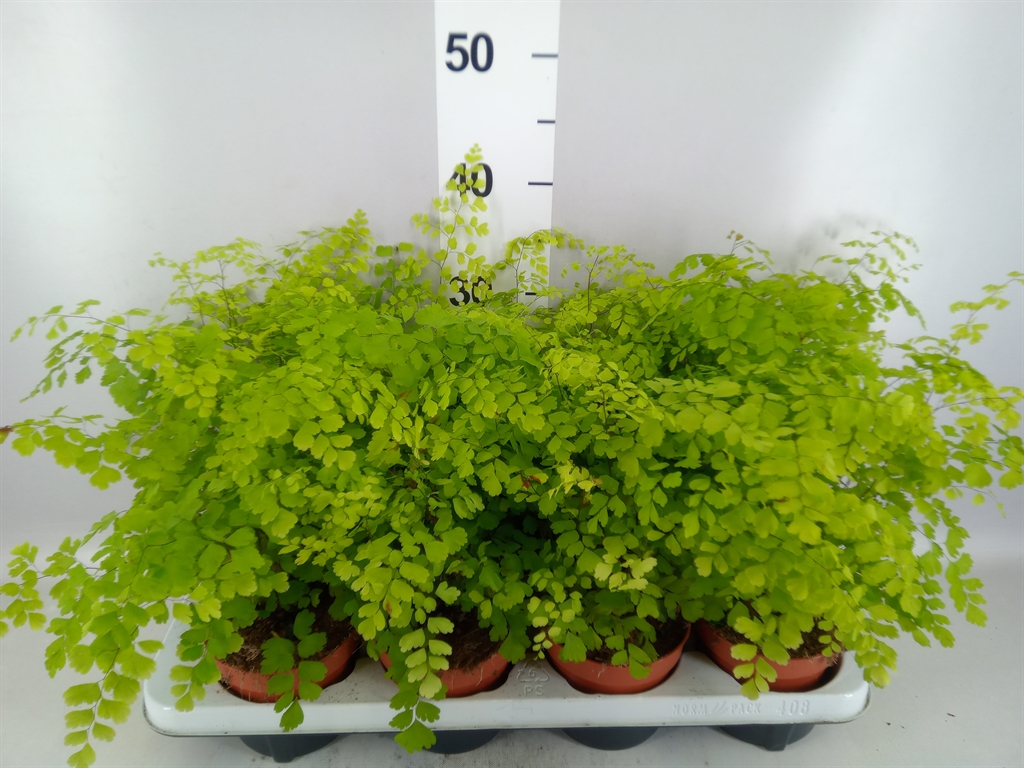 Adian Rad Fragrans 12Ø 30cm