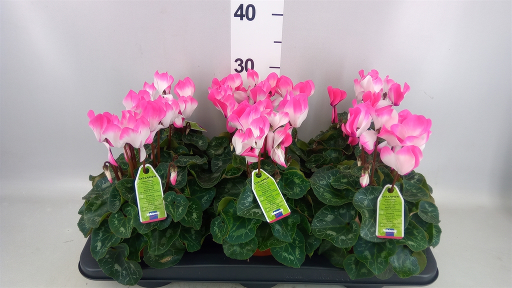 Cycl Md Indiaka 13Ø 23cm