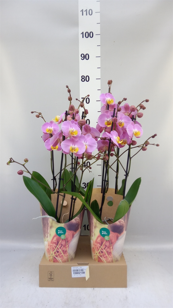 Phal Ov Roze 12Ø 55cm