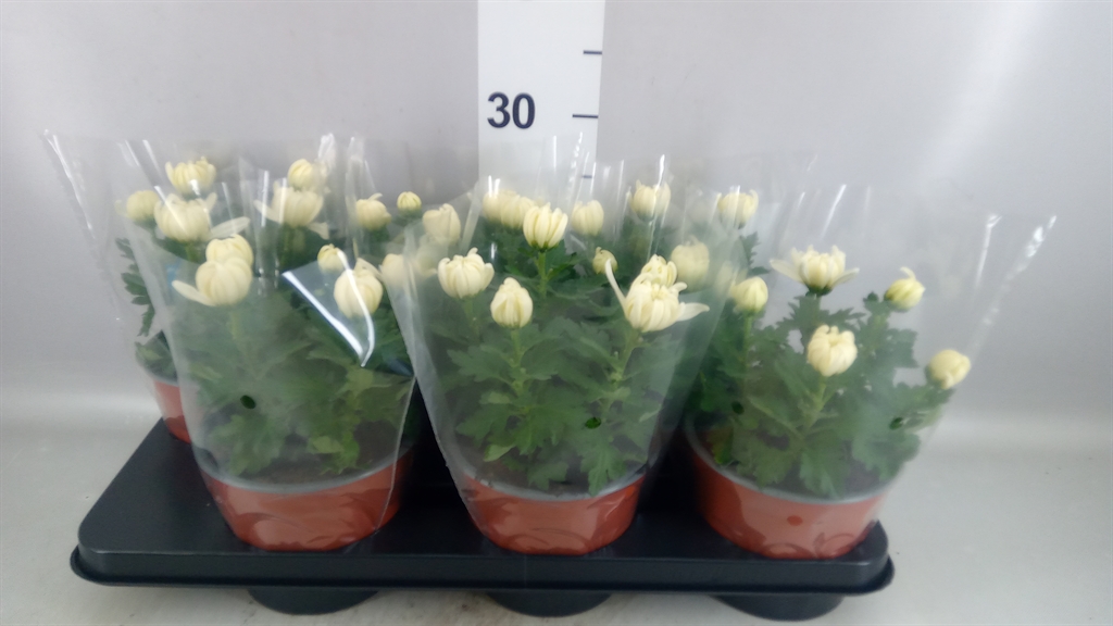 Chrysanth Cosmo White 15Ø 33cm