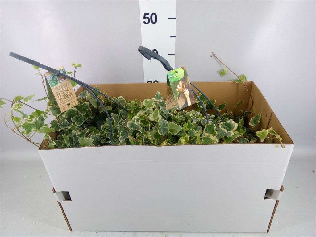 Hedera Helix White Wonder 24Ø 100cm
