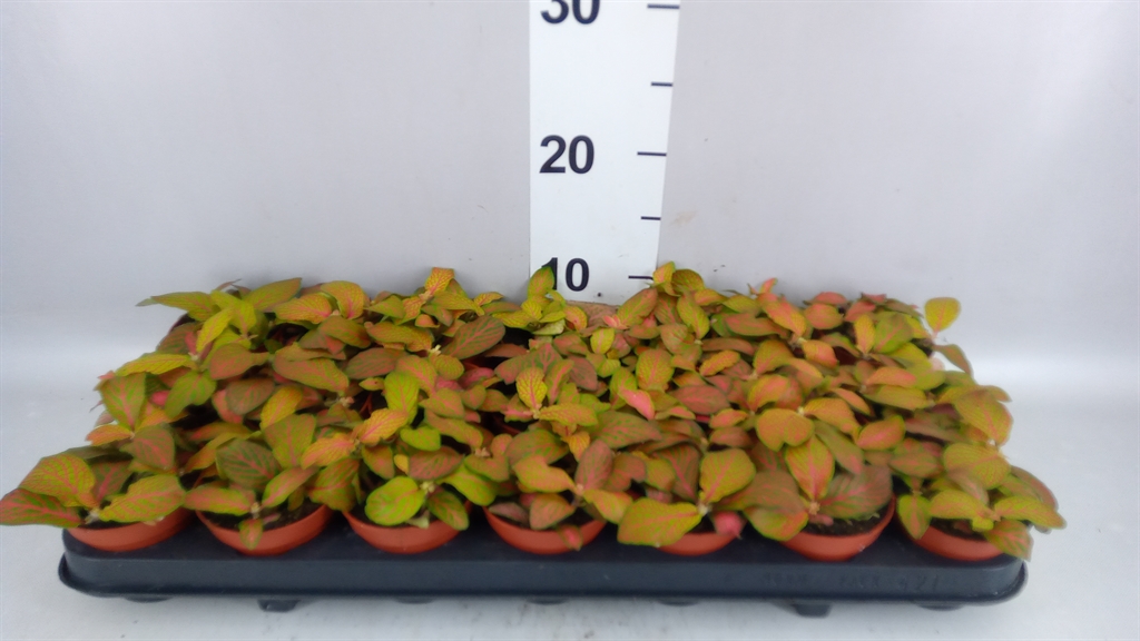 Fittonia Mosaic Skeleton 8Ø 12cm