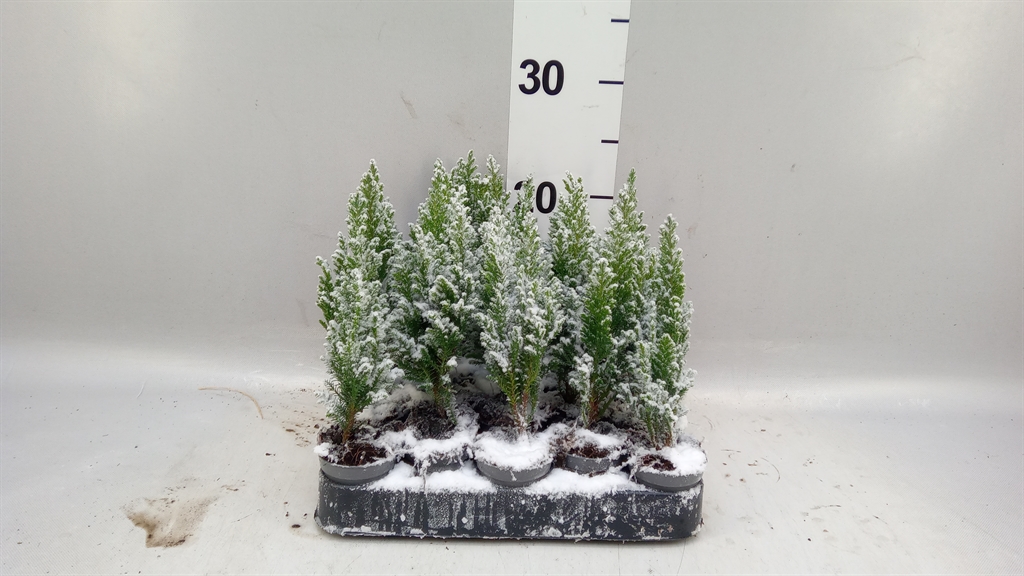 Cham L Ellwoodii 505Ø 25cm